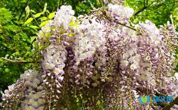 校園的紫藤蘿作文400字