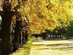 作文,銀杏,校園