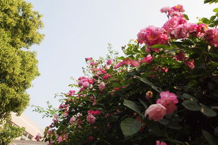 校園薔薇花下作文