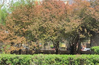 水杉,作文,校園