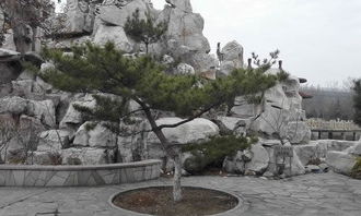 關(guān)于校園的松樹的作文600字