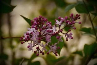 校園里盛開的丁香花作文
