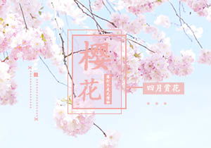 描寫校園櫻花的作文800字