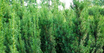 描寫校園紅豆杉的作文150