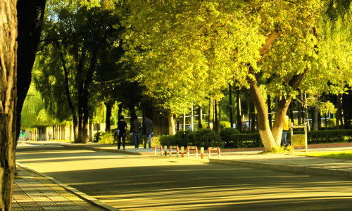 校園的迎春花作文800字