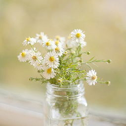 校園里的雛菊花作文