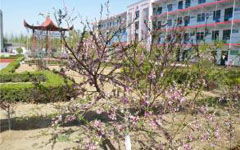 寫(xiě)校園春天的作文250字