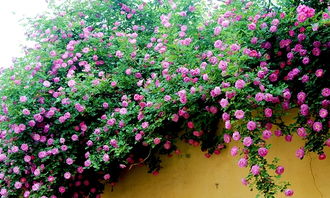 校園里的薔薇花開了的作文