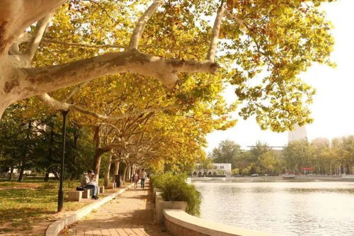 校園秋景作文開篇