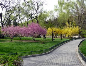 春天的校園作文500個(gè)字左右