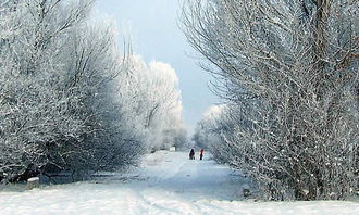 關(guān)于校園雪景作文400字