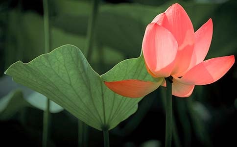 校園荷花作文200字三級