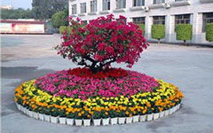 校園花壇寫(xiě)樹(shù)和花作文400字