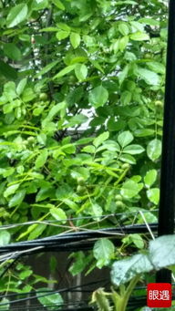 寫校園核桃樹的作文