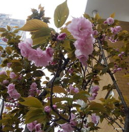 寫炮仗花校園的作文