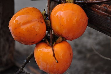 校園的柿子熟了作文600字