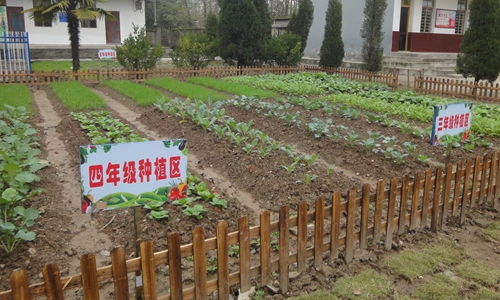 小學生校園菜園作文