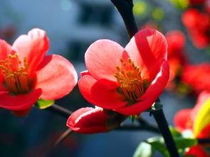 海棠花,作文,校園里