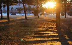 校園的花園作文250字