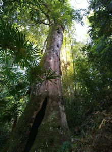 校園的紅豆樹作文
