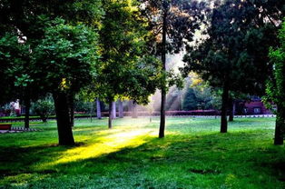 描寫校園早晨的美景作文300字