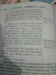 校園里有很多樹木作文300字