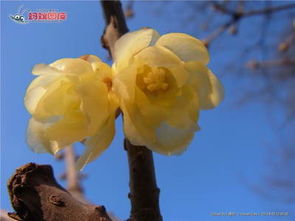 描寫校園的臘梅花作文