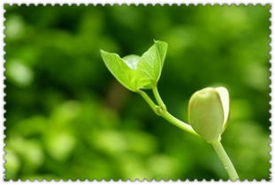 校園的植物作文300字