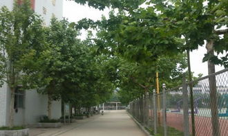 校園生活小學作文200字作文大全