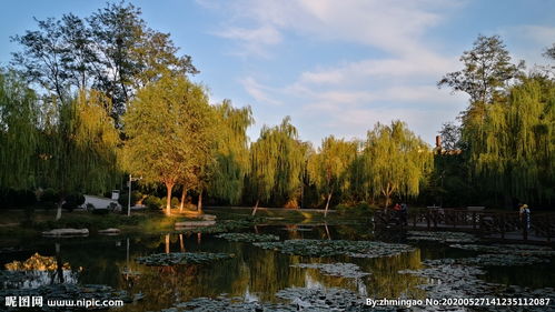 校園中的園林作文