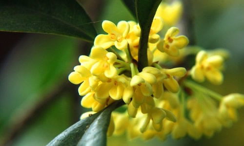 作文,景物,描寫,校園