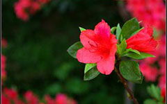 校園杜鵑描寫(xiě)作文