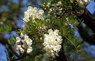 校園里的槐樹作文