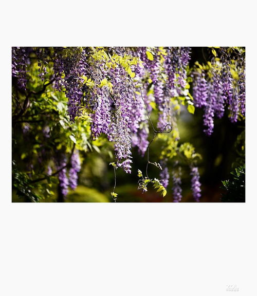 校園里的紫藤花作文,關(guān)于描寫校園紫藤花的作文,校園的紫藤花架作文