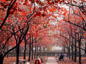 作文,評語,校園里,柿子樹