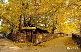 告別校園的老槐樹作文