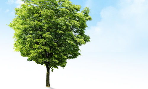 校園里那棵樹作文200