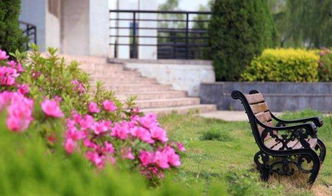 春天校園的花作文600字