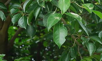 關于校園老樟樹的作文