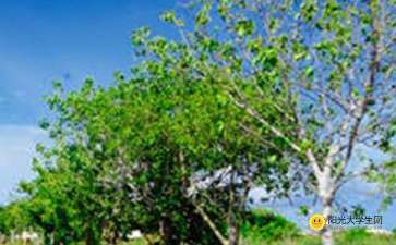 校園窗外的風(fēng)景作文400字