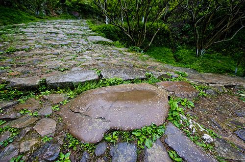開(kāi)滿(mǎn)丁香花的校園400字作文
