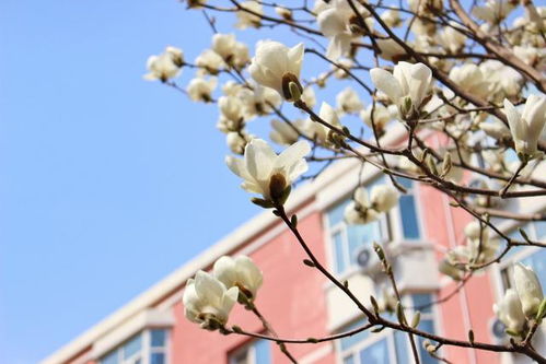 小學作文校園玉蘭花開