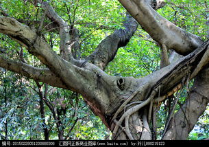 校園一角大榕樹作文300字,小學(xué)三年級作文校園一角(大榕樹)300字,校園一角大榕樹小練筆