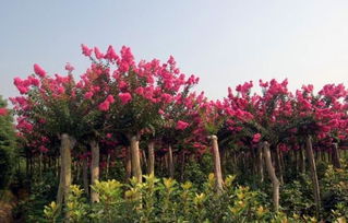 校園的紫薇樹和丁香樹的作文