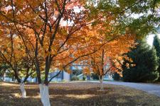 賞校園秋葉的作文