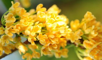 校園桂花枝干作文350四級(jí)