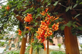 校園里的鞭炮花作文,描寫鞭炮花的作文,鞭炮花作文三年級