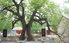 槐樹,作文,校園里