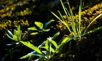 校園小草作文600字