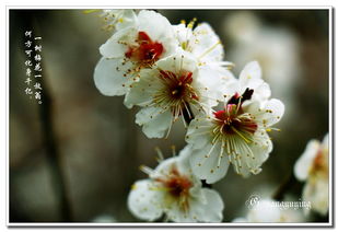 校園里的梅花樹作文,校園里的梅花樹作文300字,校園里的梅花樹三年級作文